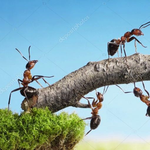 depositphotos_7438851-stock-photo-team-of-ants-constructing-bridge